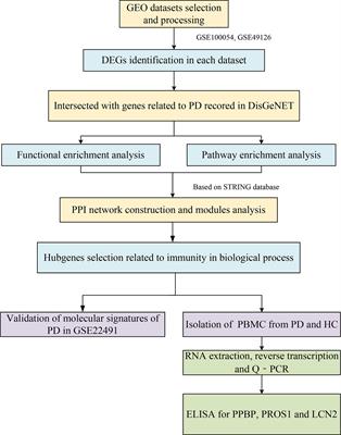 Identification and validation of key molecules associated with humoral immune modulation in Parkinson’s disease based on bioinformatics